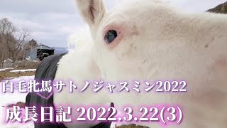 白毛牝馬サトノジャスミン親子の『成長日記』2022.3.22(3)