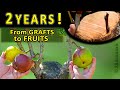 Grafting OLD PEAR TREES |How to CHANGE varieties in OLDER FRUIT TREES by grafting