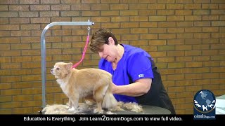 Free Preview: Grooming a Foxy Trim on a Pomeranian Mix - Trimming the Body by Learn2GroomDogs.com 347 views 6 months ago 2 minutes, 38 seconds