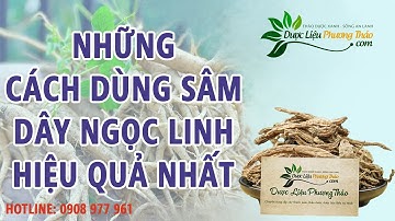 4 cách sử dụng sâm dây Ngọc Linh được ưa dùng đem lại hiệu quả cao | Dược Liệu Phương Thảo
