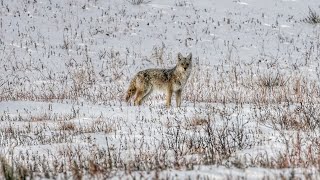 Hunting Breeding Season Coyotes in the Snow  The Last Stand S4E9