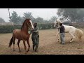 Horses of Punjab 15th January 2021