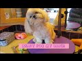 Shih Tzu bath time  - How to groom your Shih Tzu