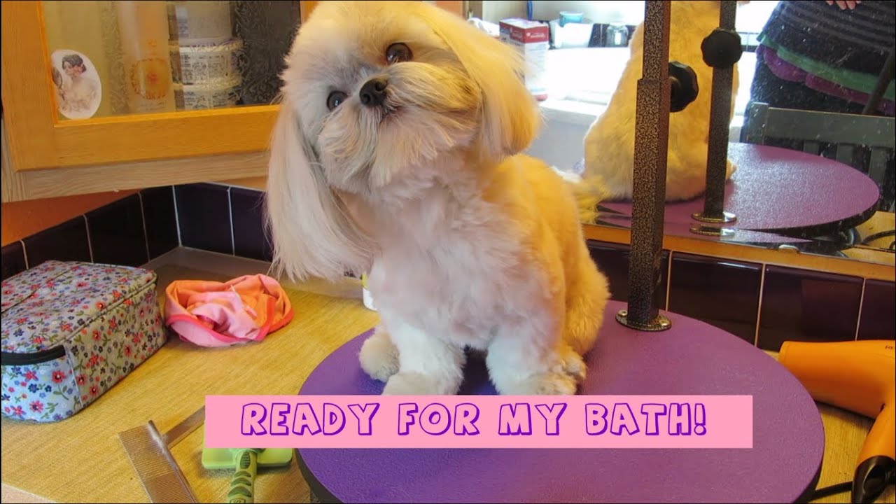 Shih Tzu bath time  - How to groom your Shih Tzu
