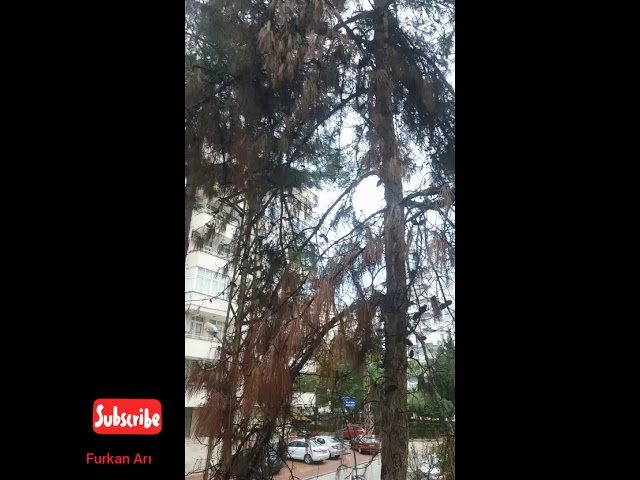 Παρακολούθηση Gel düşümdeki sevgilim/şiir στο YouTube Παρακολούθηση Gel düşümdeki sevgilim/şiir στο YouTube