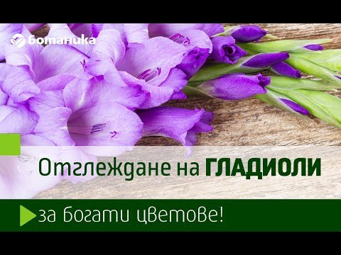 Видео: Засаждане на Chasmanthe Corms – Как да отглеждате цветя Chasmanthe в градината