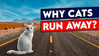 Why Do Cats Leave From HOME and Never Return