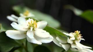 可憐花 Youtube 可憐花 Youtube