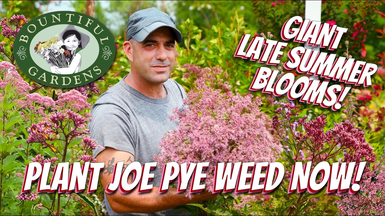Why You NEED Joe Pye Weed 🐝 A Giant Late Summer Blooming Native 🌿