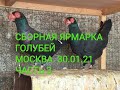 СБОРНАЯ ЯРМАРКА ГОЛУБЕЙ. 30.01.21. часть 3#голуби#голубеводство#птицымира#pigeon#tauben