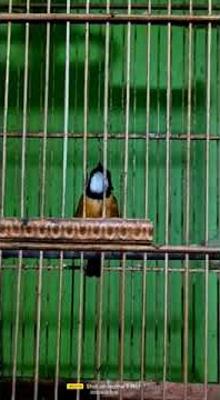 Kancilan emas/Bimoli gacor cocok buat pancingan bahan