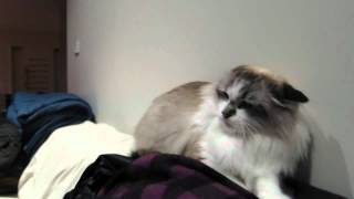 Angry Dog Vs Growling Cat And The Falling Mirror