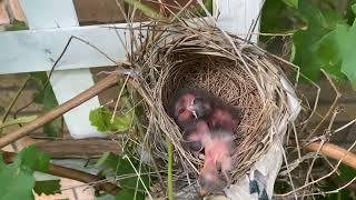 All 4 Birdies are Here