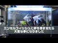 エンゼルフィッシュに卵を産ませたら大変な事になりました