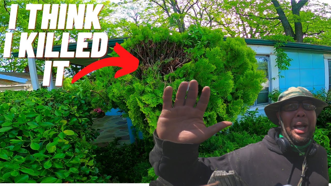 Профессиональный ландшафтный дизайн: будьте бдительны! Обрезка разросшихся кустов туи.