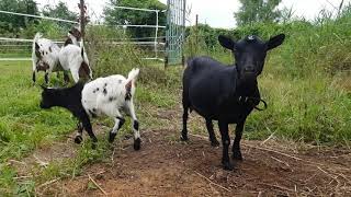 видео: Кто такие камерунские козы, отличие от нигерийской, голландского гнома и пигмея картинка: Кто такие камерунские козы, отличие от нигерийской, голландского гнома и пигмея