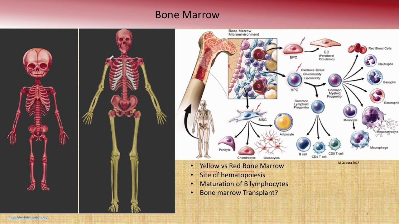 Primary Vs Secondary Lymphoid Organs | Bone Marrow | Thymus