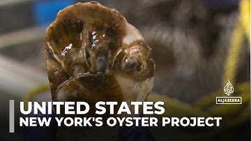 US oyster project: Attempts to revive New York