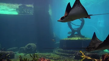 The Best 4K Aquarium for Relaxation II  Sleep Relax Meditation Music   2 hours 4K UHD Screensaver