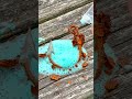 World's Most Satisfying Rust Cleaning Video 🤯 #rust #satisfying #rustremoval #satisfying