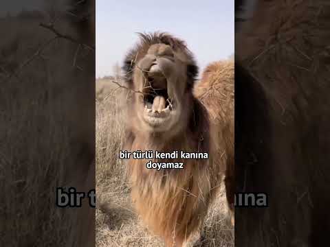 Video: Ne tür develer var?