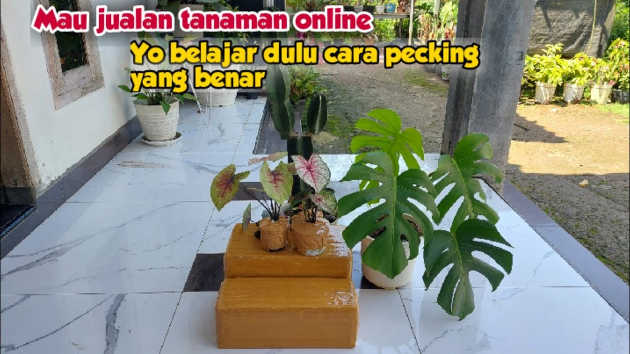 Meniti Asa Hijau: Panduan Lengkap Berjualan Tanaman Online