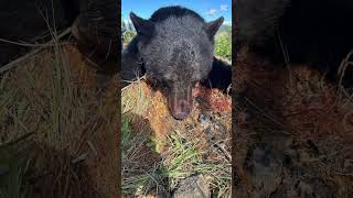 Shot my first black bear