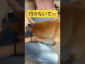 柴距離を忘れた日🐕#柴犬 #豆柴 #shibainu #犬 #犬のいる暮らし #shorts