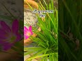 এই ফুলের কি নাম? Comment করে জানাবেন....🌱🌱❤️❤️🌼🌱🌱🌼🌹🌹 #greenrooftop #gardenplants #rainlilyflower