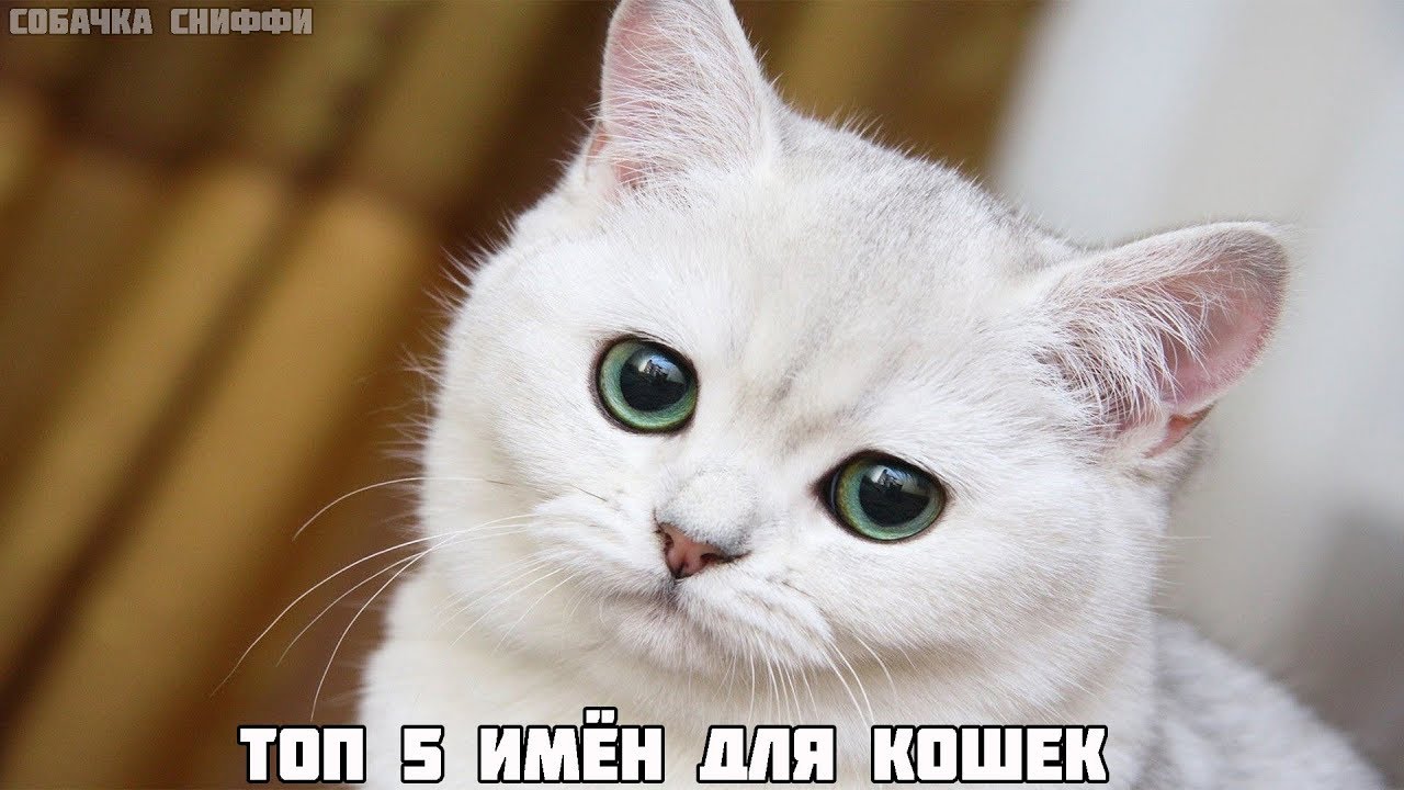 ТОП 5 ИМЁН ДЛЯ КОШЕК
