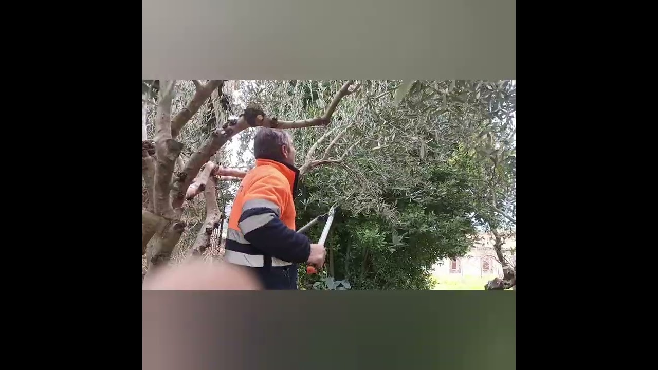LIMPIEZA DEL OLIVO JOVEN.🫒🫒🫒🫒🫒🫒🌳