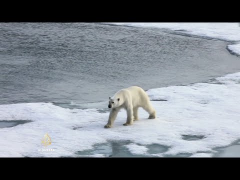 Topljenje arktičkog leda ugrožava polarne medvjede
