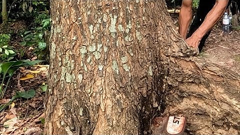 Felling 5 mahogany tree Stihl Ms 462