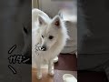 知らない人が家に来てあたふたする陰キャお兄ちゃん犬が可愛すぎた😂【日本スピッツ】 #shorts #犬のいる暮らし #兄弟犬