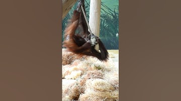 Is THIS the FUNNIEST Orangutan Video EVER Made?#shorts#orangutans#funnyvideo#funnyanimals#zoo