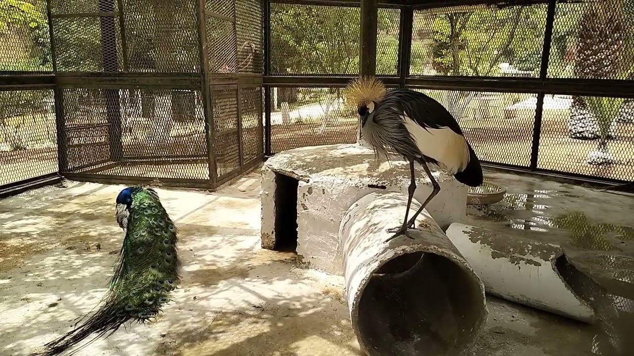 حديقة الحيوانات_بن عكنون_الجزائر العاصمة___Le parc zoologique d'Alger_Ben Aknoun____Tourism__Algeria