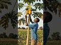 papaya harvesting very simple #viral #trendingshorts