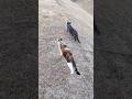 夕方のおニャンぽ #愛猫 #愛猫との暮らし #ねこ #元保護猫 #お散歩