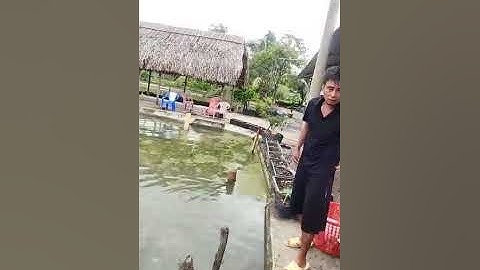 Vlogs 273 Bồi cá - Hồ Câu Tân Bình Dương 0865118773 KP3, P. Tân Định, Bến Cát, Bình Dương