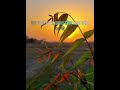কথাগুলো শুনলে জীবন বদলে যাবে? #islamicvideo #foryou