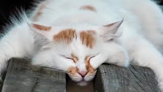 Прикол. Кот смешно спит!!!💥💥💥
