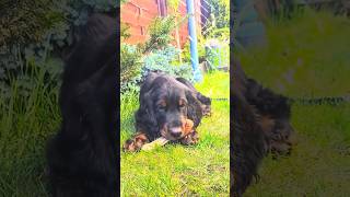 Revealing the truth about cute Gordon Setter Puppies #shorts