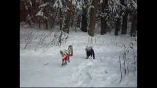 Одежда, комбинезоны для собак на DogStyle. Одежда, комбинезоны для собак на DogStyle.