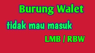 Burung Walet tidak mau masuk Lmb