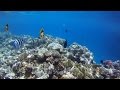 Sharm El Sheikh 2015 - El Faraana - Reef - short video