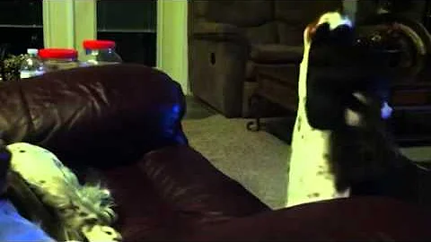 English Springers begging for Snacks