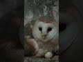 🦦Le miracle de la vie à la campagne 🦊