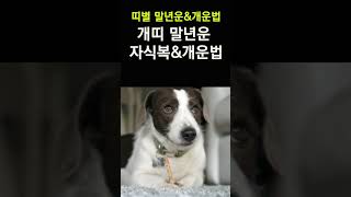 개띠 말년운, 자식복&amp;개운법! 띠별로 확인하는 말년운과 자식복! 말년에 대박나기 위한 개운법! #말년…