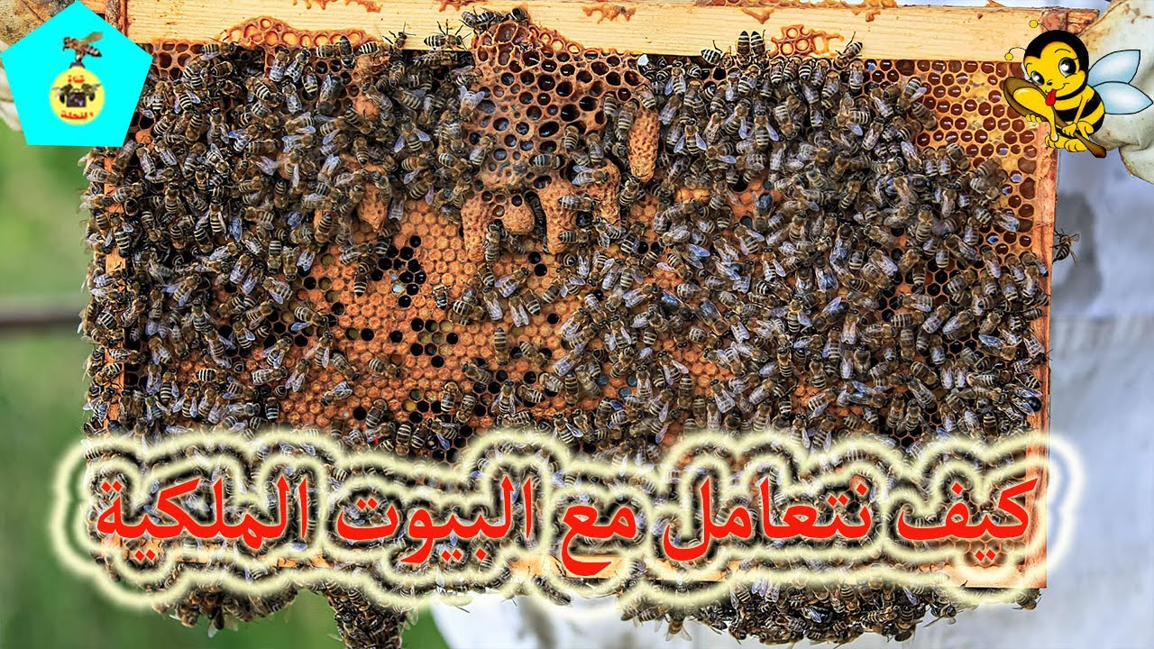 أنواع البيوت الملكية وكيف نتعامل معها