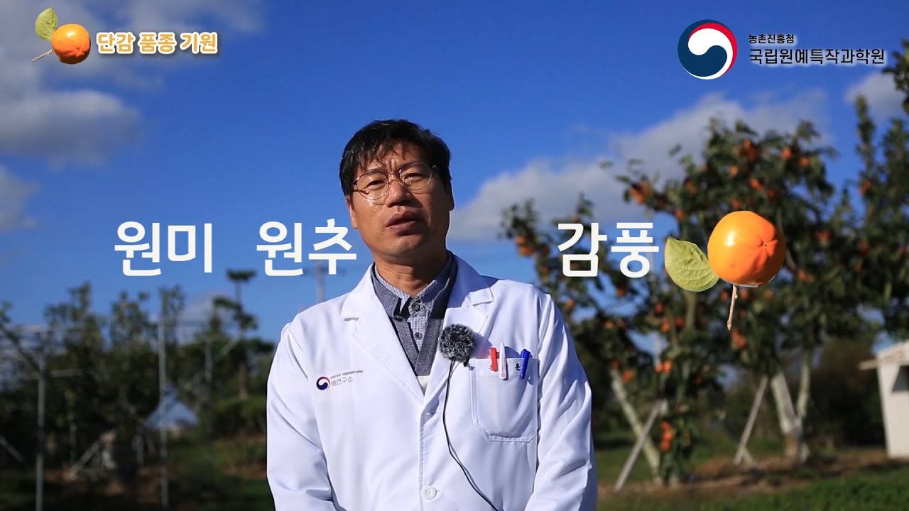🍂🍊지금 감 먹고 싶은 사람 들어오세요,  신품종 원미│감 조생종 │단감 신품종 소개│배연구소